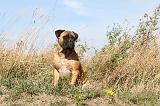 BULLMASTIFF 132